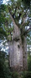 New Zealand’s native kauri trees are slow-growing behemoths. Source: Wikimedia 