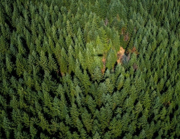 Oregon Timberlands. Source: Marcus Kauffman, OR Dept of Forestry