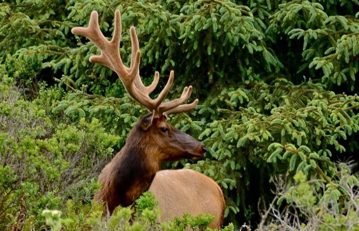 Roosevelt Elk. Source: Linda Tanner 