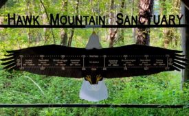 Hawk Mountain Sanctuary, Pennsylvania. Source: Wikimedia 
