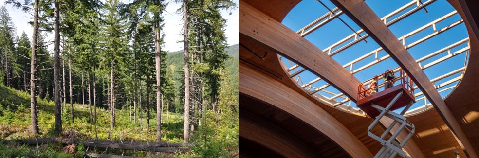 A pair of photos, with the Glulam beams for the wooden roof in PDX’s new terminal (right) and a photo of the Coquille Tribal Forest (left)
