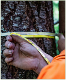 Photo of a close-up of a pair of hands measuring a tree trunk with measuring tape