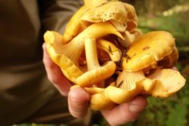 Photo of a fistful of chanterelle mushrooms