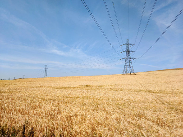 Power lines on a clear day in the middle of a (wheat?) field