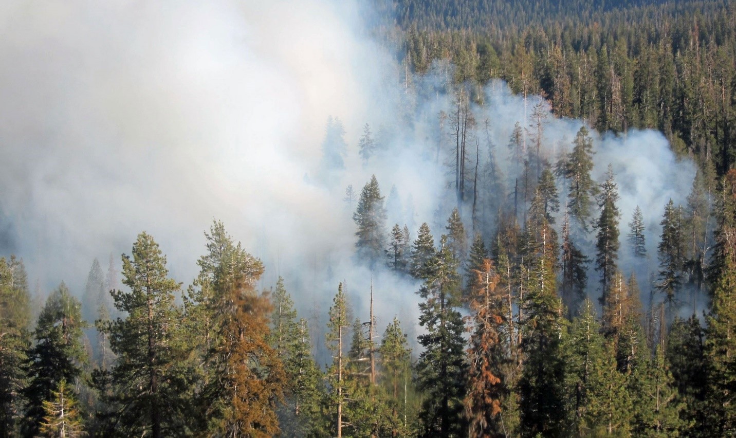 Authorities monitored this wildfire as it burned along the forest floor without torching the treetops (source: US Forest Service).