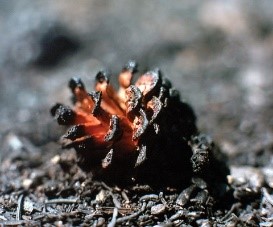 This serotinous cone from the fire-adapted lodgepole pine was opened by fire, allowing it to release its seeds (source: US National Park Service).