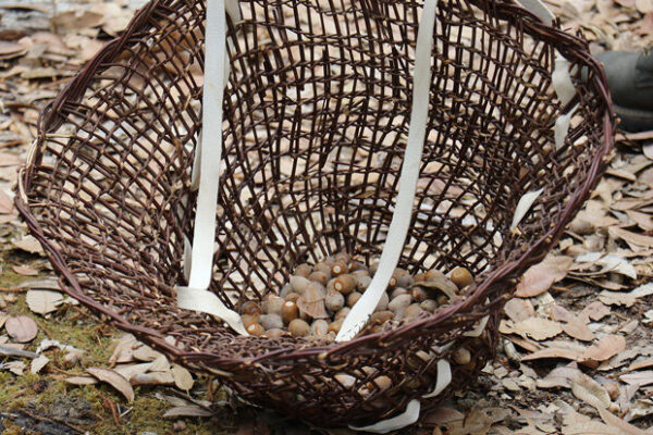 Tan Oak grove and acorns in traditional Karuk basket. Photo credit (top): Bob Gorman. Photo credit (bottom): Climate.gov Media.