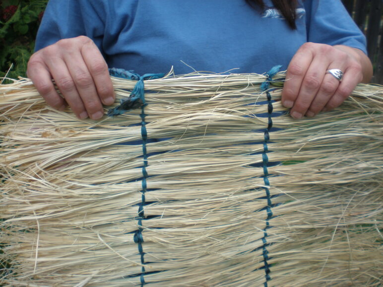 Beargrass—or panyúrar in Karuk—is an important species for basket weavers and regalia makers. The blades that grow the first year after a fire are considered best for basket weaving. Panyúrar can be stimulated by fire, but also can be damaged by fires that burn too hot. Photo courtesy the U.S. Climate Resilience Toolkit. 