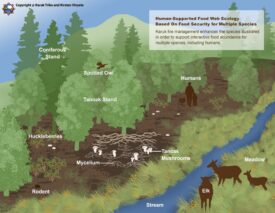 The Karuk Climate Adaptation Plan shows how cultural burning allows for species abundance. Figure by the Karuk Tribe and Kirsten Vinyeta. Used with permission.