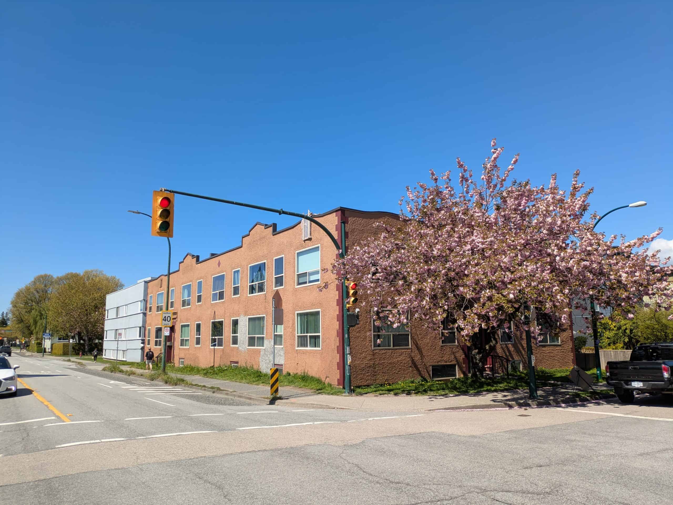 A two-story apartment building in Kitsilano, shorter than its cherry blossom tree (Daniel Oleksiuk, 2025). 