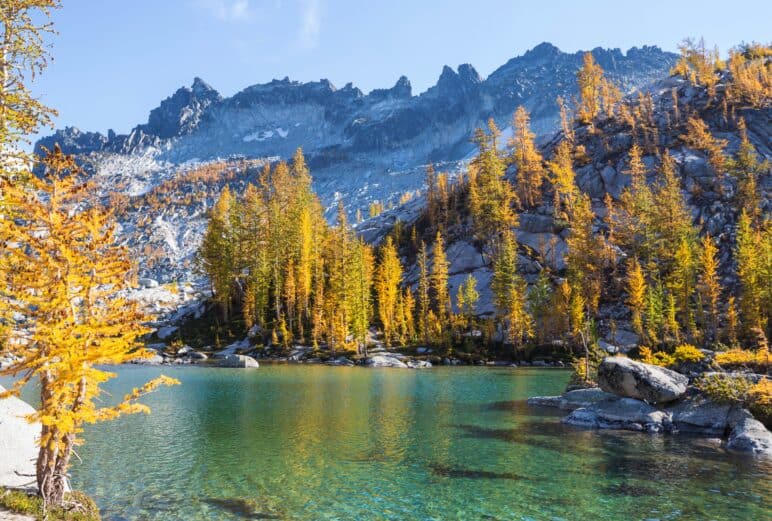 Larches in Alpine Lakes Wilderness