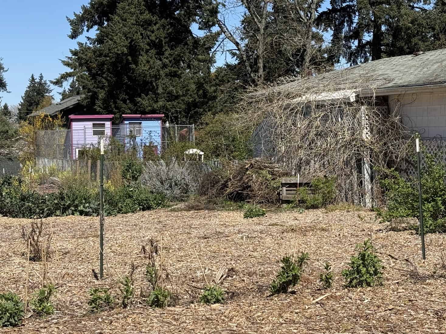 Two dwellings side by side, potentially breaking the one-MDU-per-lot rule, despite plenty of space to host both. Photo by Kol Peterson. 